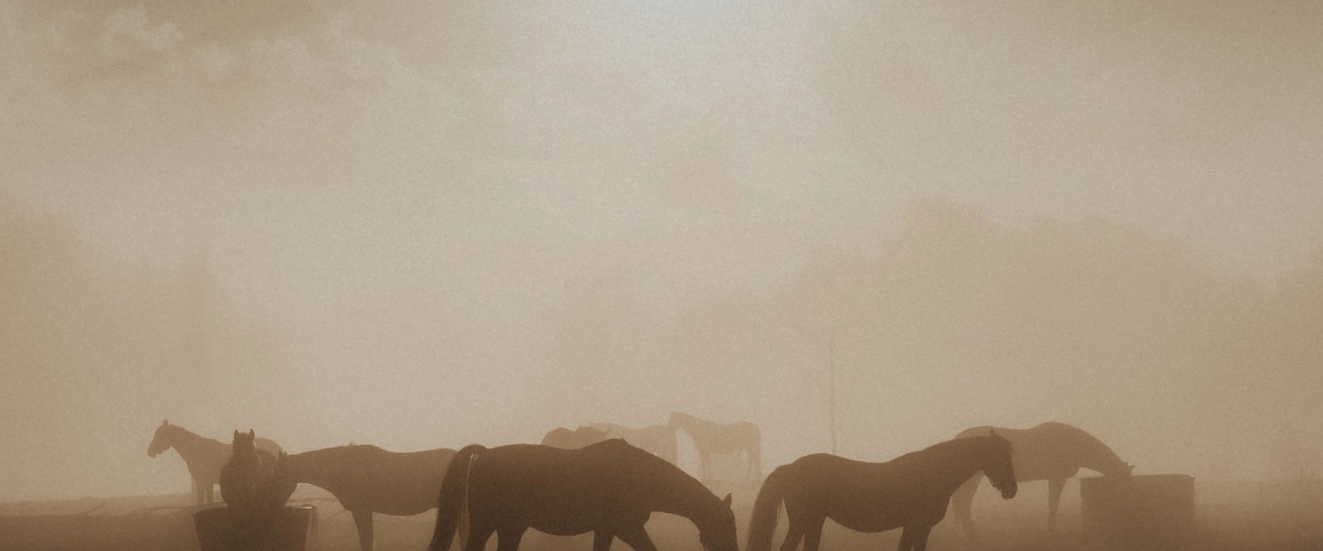 Horse silhouettes in a smoky haze