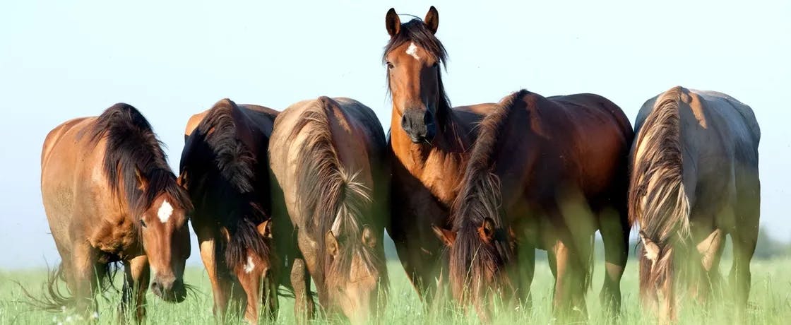 Herd of horses grazing in a grassy field.