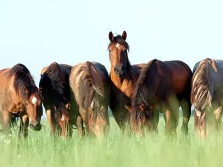 Herd of horses grazing in a grassy field.