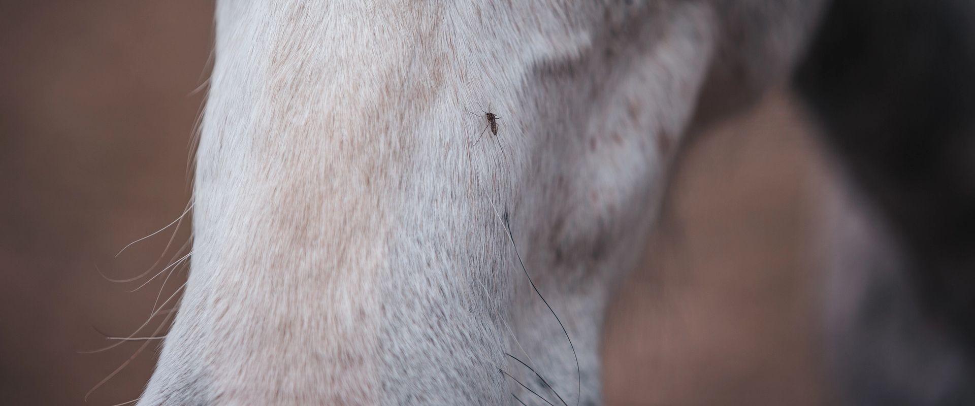 Grey horse face with mosquito biting