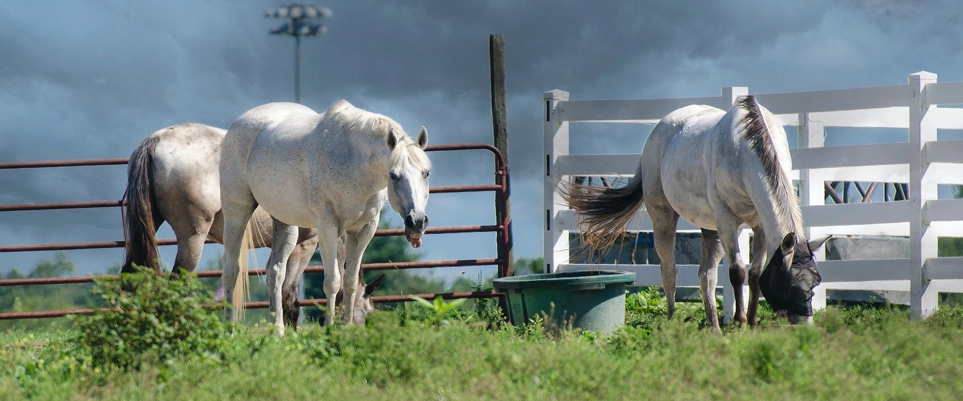 Grey horses with a water tub in a corral.