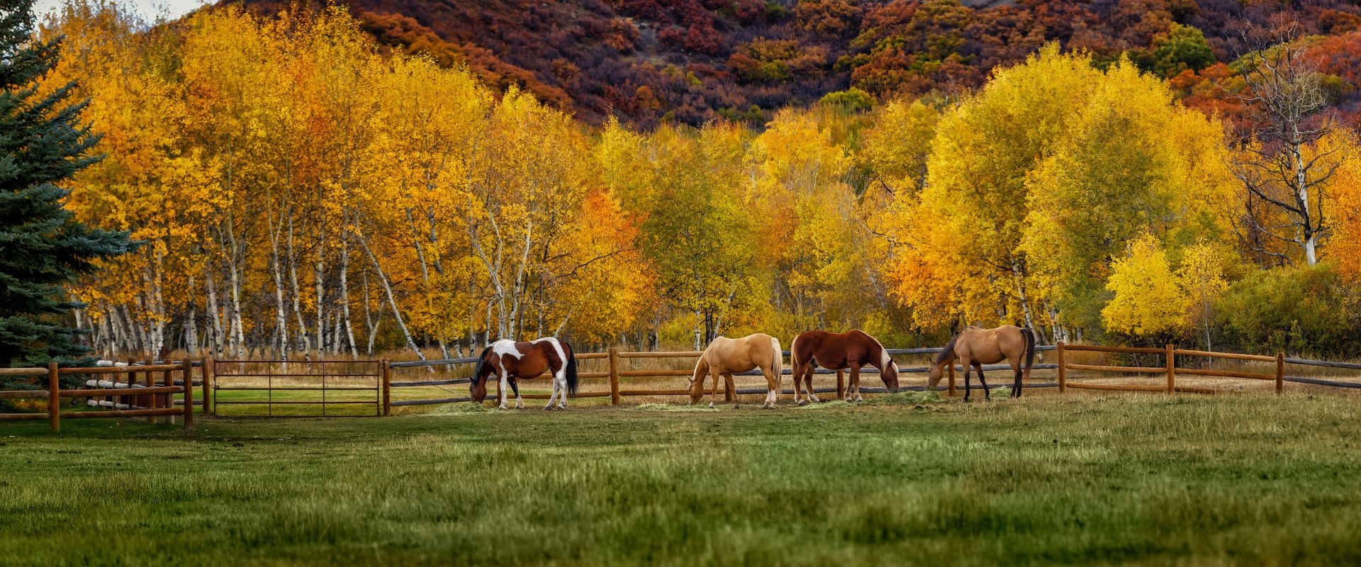 Group of horses eating hay with a vibrant fall backdrop